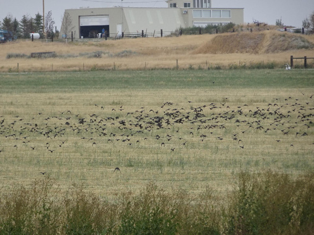 A flock of those birds.