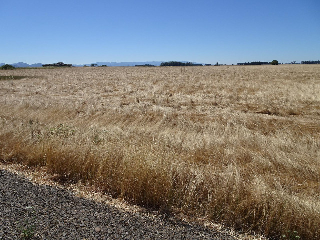 On this side of the road, the wheat is quite shaggy...
