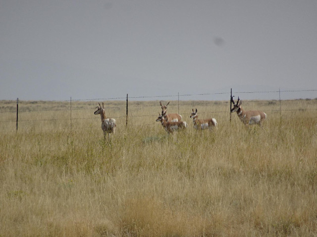 Another group of antelope.