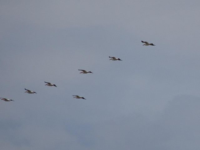 These look like pelicans but I wouldn't expect them this far inland.