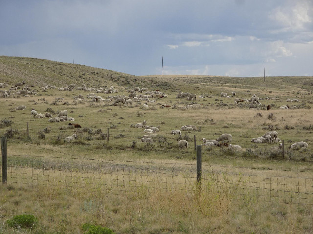 These are the first sheep I've seen since Oregon. They blend in well with the scenery.