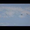 More pelicans, probably.