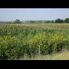 Fields of corn on the cob. I think this is about as flat as the landscape is going to get on this tr...