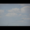 More migrating birds. It's been confirmed that those were pelicans that I saw ...