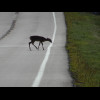One of a group of deer which tentatively crossed the road some distance in front of me.
