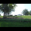 The cows got excited when they saw me. I'm not sure if they are trying to run towards me or away fro...