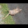 I've avoided taking many pictures of roadkill on this trip, partly because a lot of the animals have...