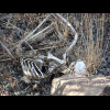 The skeleton of a small mammal. Probably one of the things which I saw yesterday which looked like t...