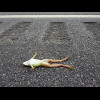 A well-preserved dead frog next to the annoying runble strips which have been a feature of many road...