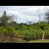 More purple martin gourds. Near here, I saw a sign advertising them for sale. That reminds me of som...