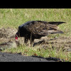 A turkey vulture eating some roadkill. I didn't go over there to find out what the animal was. In th...