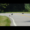 These three dogs ran into the road when they saw me but they only chased me for a few seconds and th...