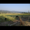 These cows wanted their picture taken.