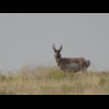 This pronghorn watched me for a while.