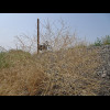 A tumbleweed. This one is still growing in the ground but one blew across the road in front of me ea...
