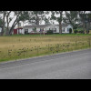 It seems that these birds like to be down in the grass where you can't see them but then when they g...