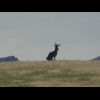 I think that's a silhouette of a jackalope, a mythical cross between a jackrabbit and an antelope.