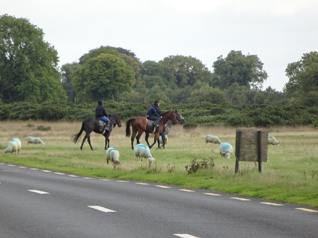 Three horses crossing the road.