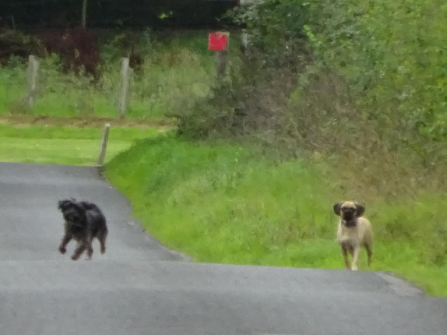 Two dogs guarding the road to try to stop me getting past, which is helpful of them because it turns...