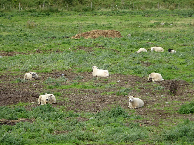 These sheep seem to have got a bad deal. There are a lot of much grassier fields around here.