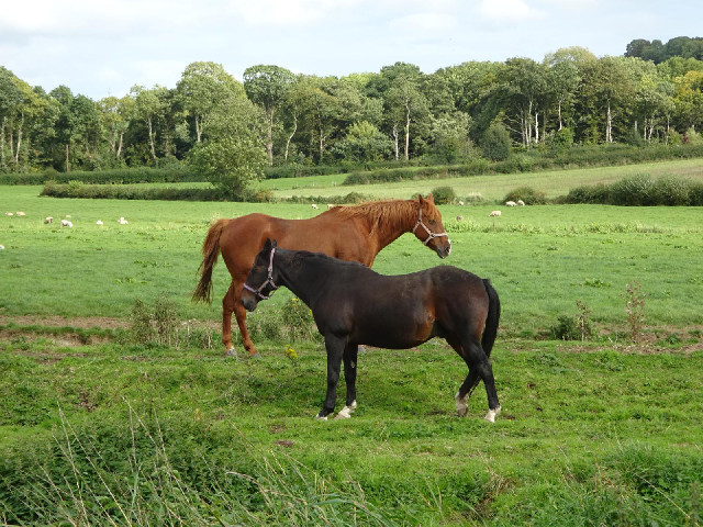 These two horses were standing still next to the canal, both nodding their heads.