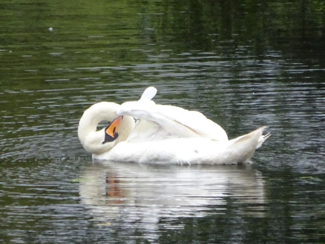 A swan preening itself.
