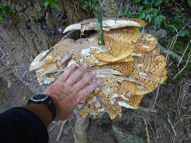 Quite a large fungal growth.