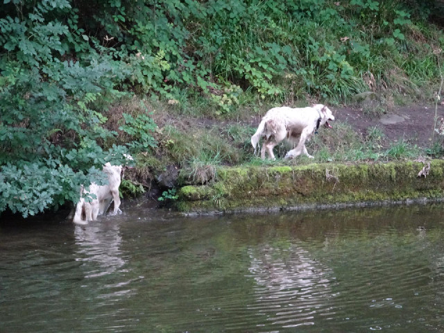 I was surprised to see two dogs going for a swim in the canal without any peaople nearby but by the ...