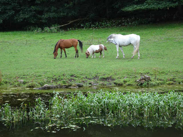 Three horses, which I watched walk here from another field along a shady path by the canal.