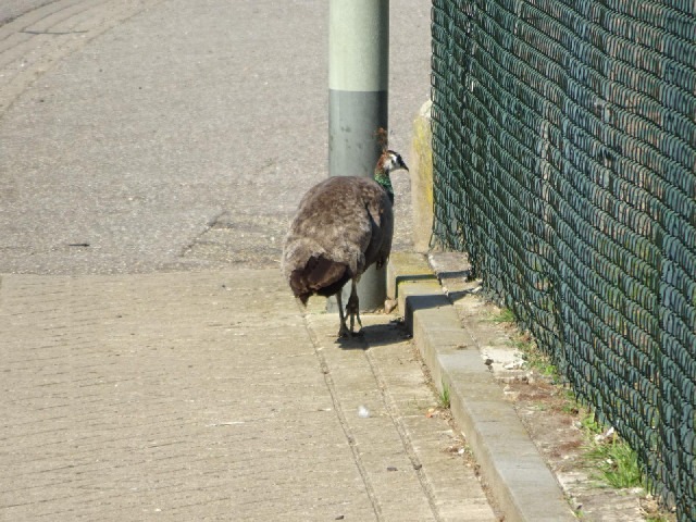 I'm currently in the industrial area around the docks so I was surprised to see a peahen. It looks l...