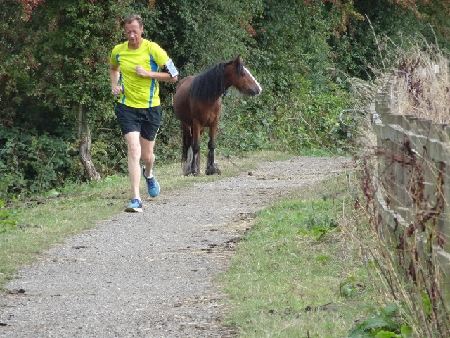 A horse tethered on the towpath.