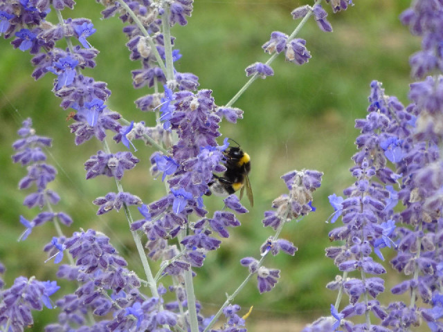 A bee on the lavender.