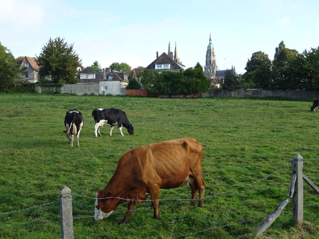 Some more cows between the museum and my hotel. There are no cows on the Bayeux Tapestry; just lots ...