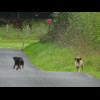 Two dogs guarding the road to try to stop me getting past, which is helpful of them because it turns...