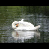 A swan preening itself.