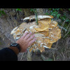 Quite a large fungal growth.