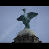 One of the Liver Birds.