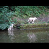 I was surprised to see two dogs going for a swim in the canal without any peaople nearby but by the ...