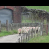 Some sheep on their way somewhere.