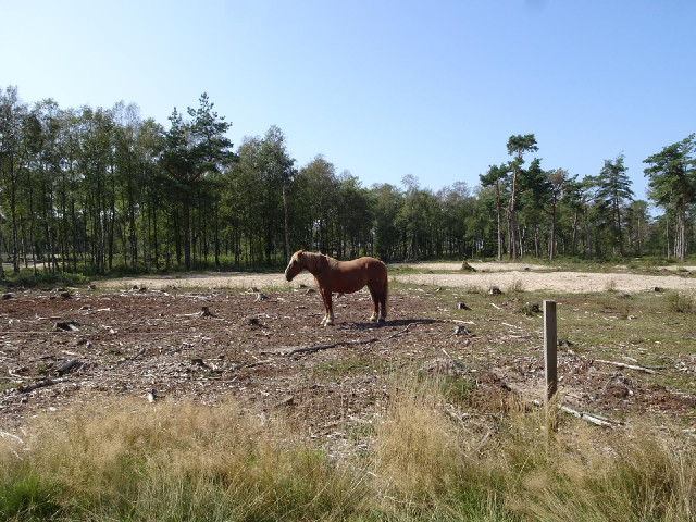 The horse was just standing there. It briefly glanced at me but showed no great interest. It's as if...