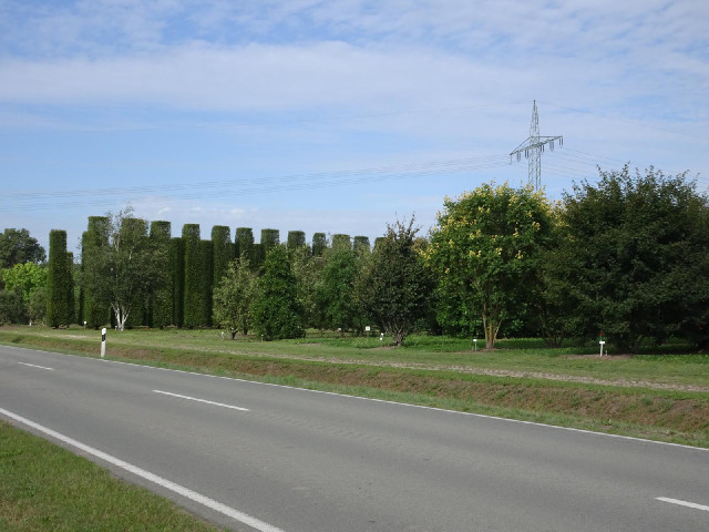Bad Zwischenahn trees.
