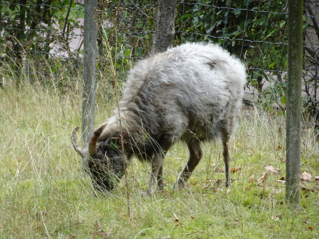A sheep near the information centre.