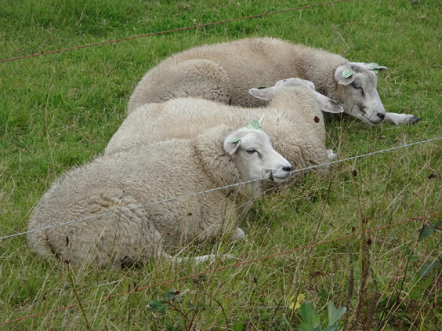 Sleepy sheep.