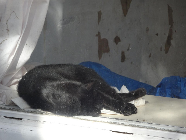 A cat lying in a window.