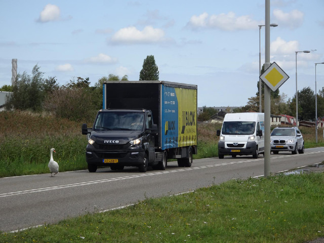When I first saw this swan, it was sitting on the white lines in the middle of the road. It's a busy...