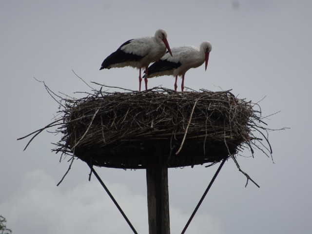 Storks.