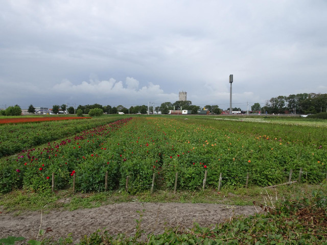 A flower farm. The flowers are arranged by colour.