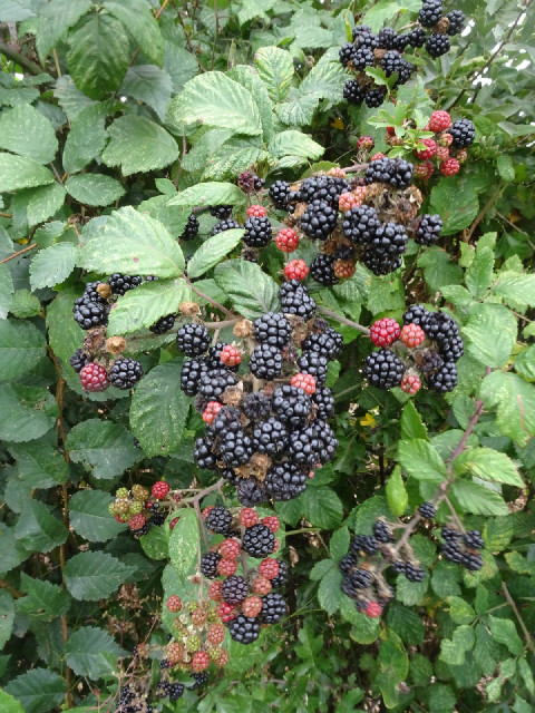 The blackberries are still out.