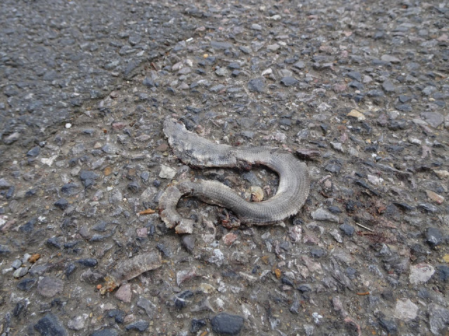 This year's dead snake has come unusually early. Less than two hours later, a live one would slither...