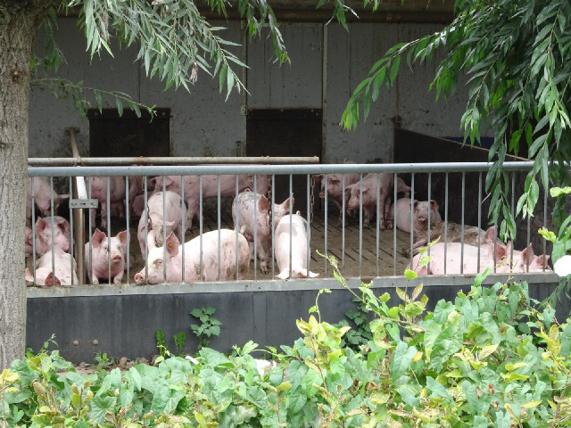 Pigs. A man going the other way laughed and said something as he went past. The only word I recognis...
